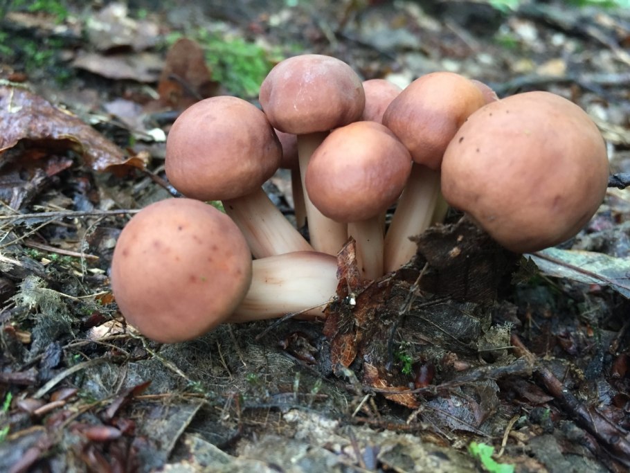 Коллибия веретеноногая Gymnopus fusipes