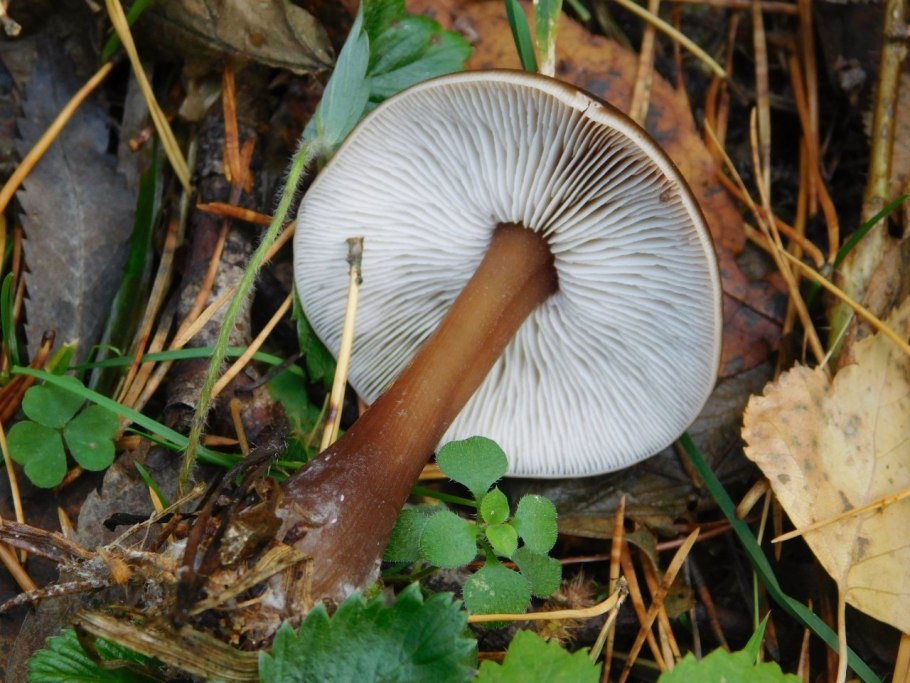 Коллибия маслянистая Collybia butyracea