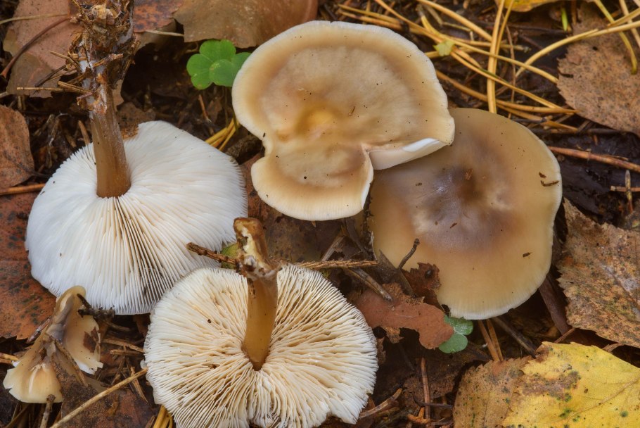 Рядовка Коллибия