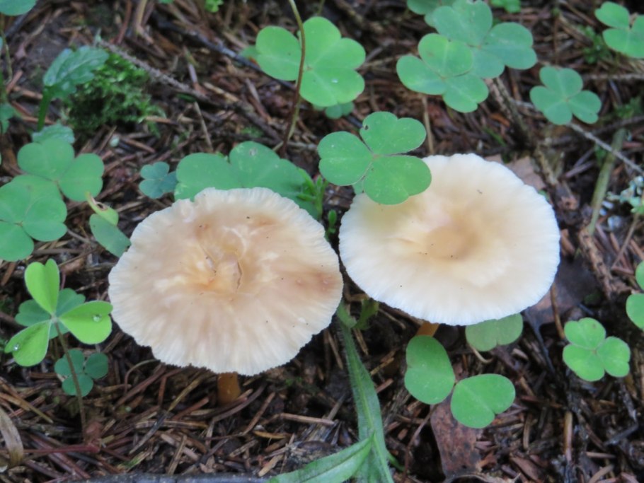 Коллибия лесолюбивая гриб