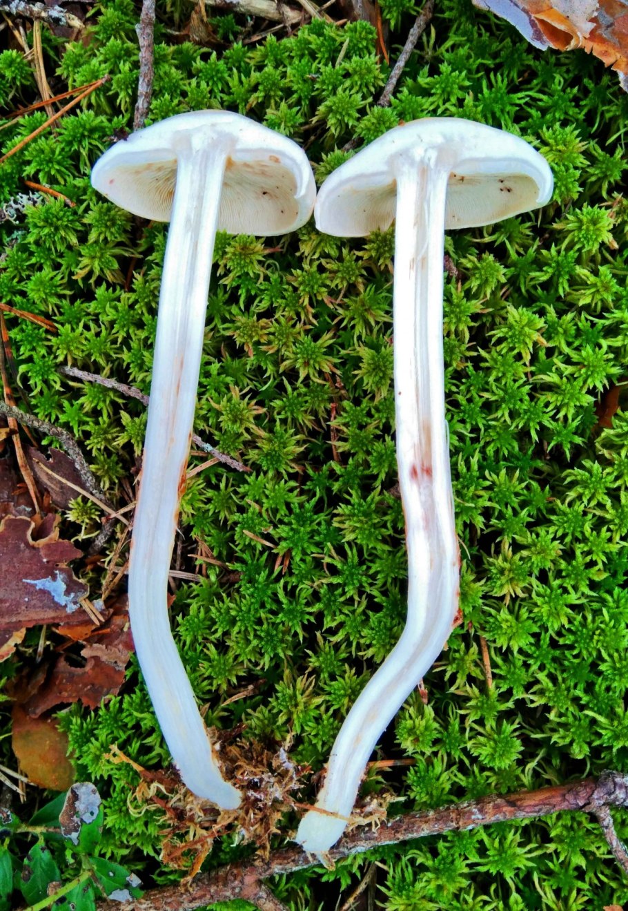 Коллибия Каштановая гриб