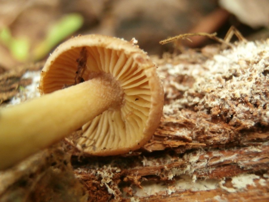 Коллибия обутая гриб