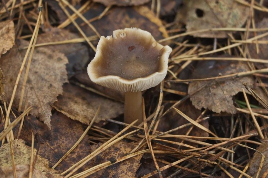 Грибы Коллибия фото