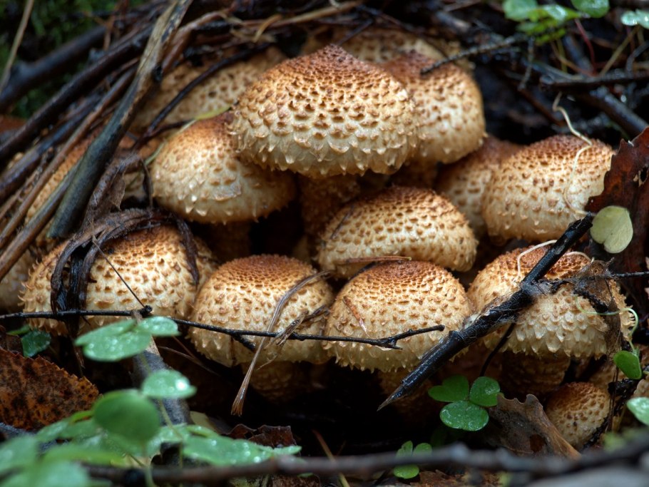 Чешуйчатка обыкновенная Pholiota squarrosa