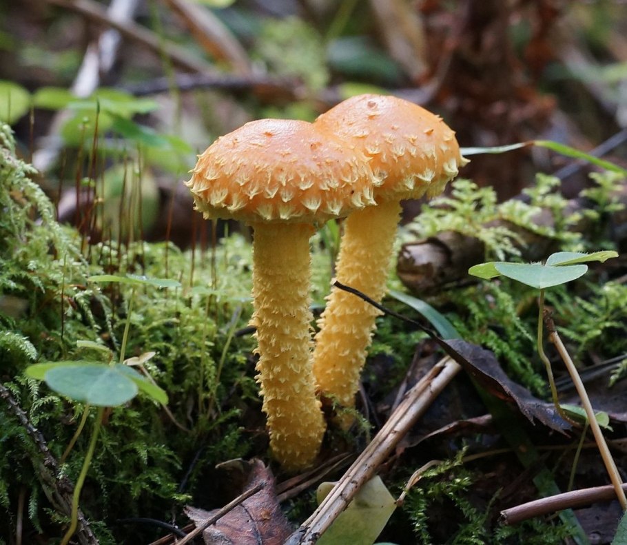 «Королевский опёнок» (чешуйчатка ворсистая)