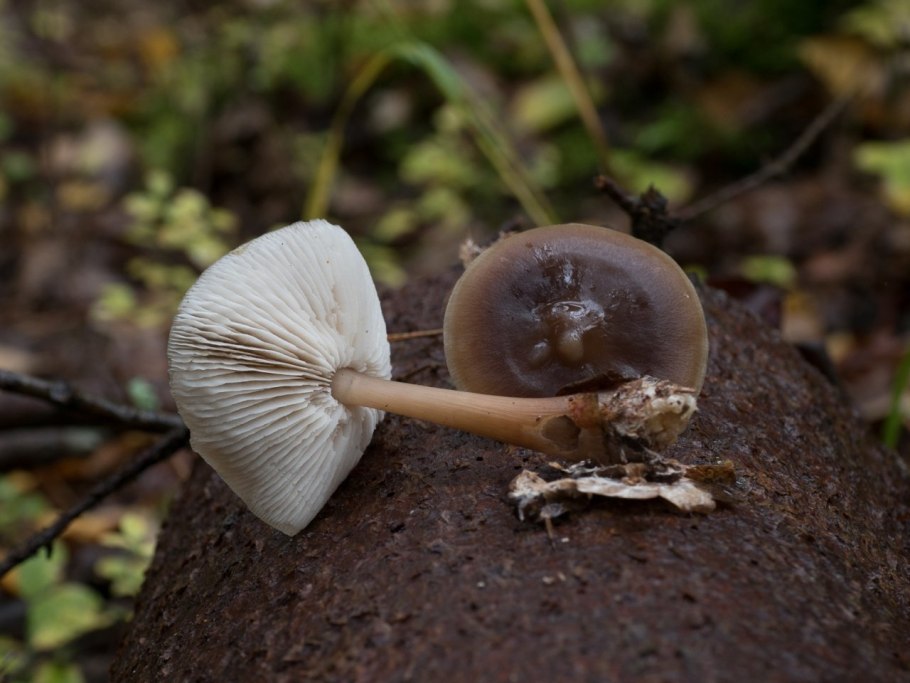 Опёнок весенний Коллибия