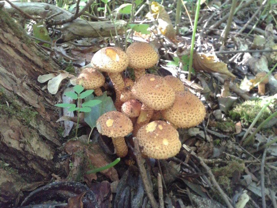 Королевские опята чешуйчатка золотистая