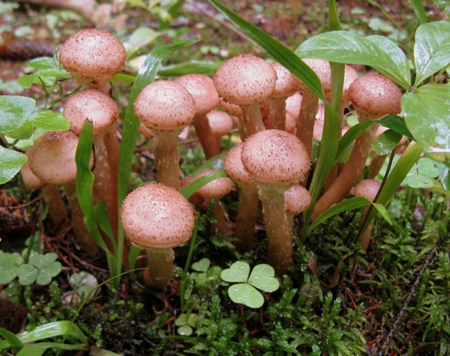 Чешуйчатка обыкновенная Королевский опёнок