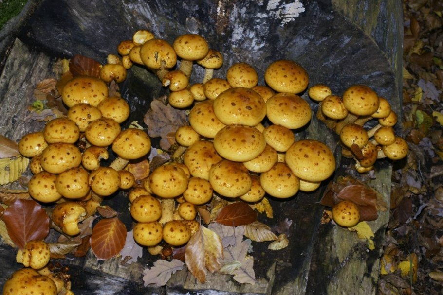 Чешуйчатка камеденосная