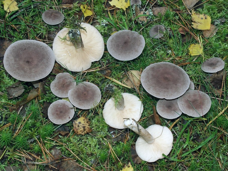 Lactarius Mammosus