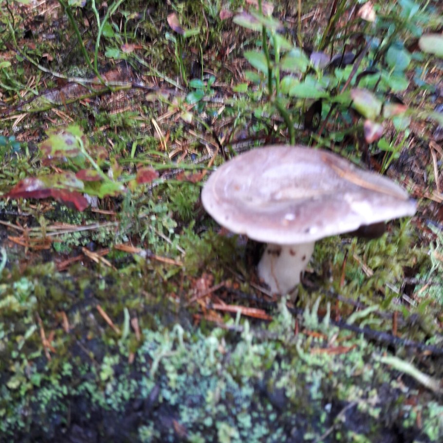 Lactarius flexuosus серушка