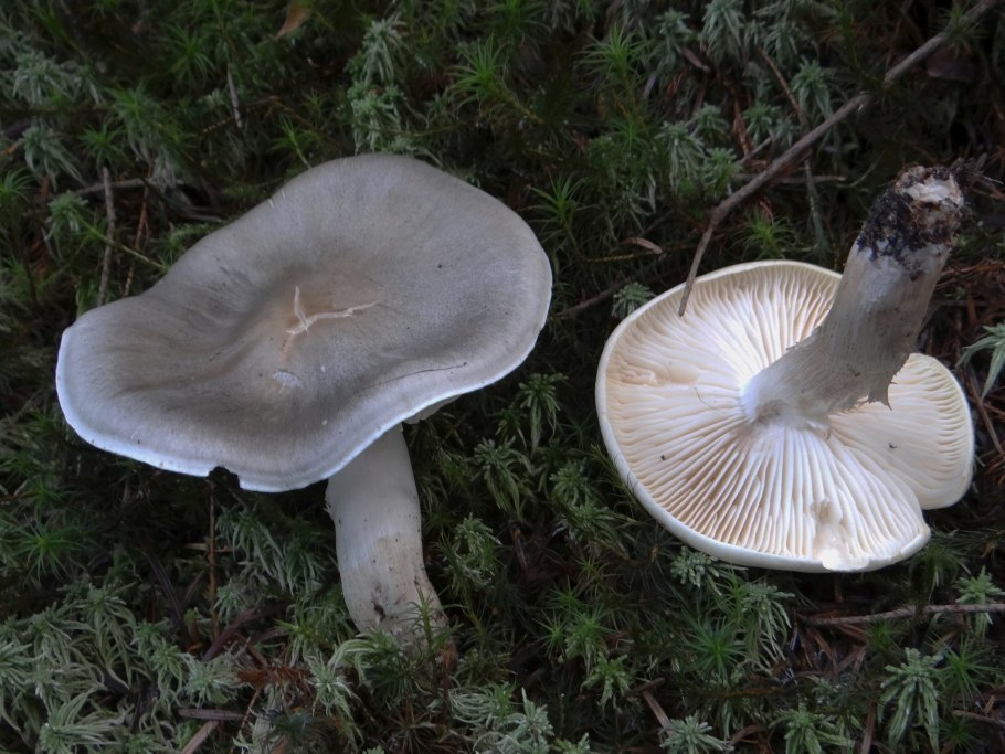 Гриб Lactarius flexuosus