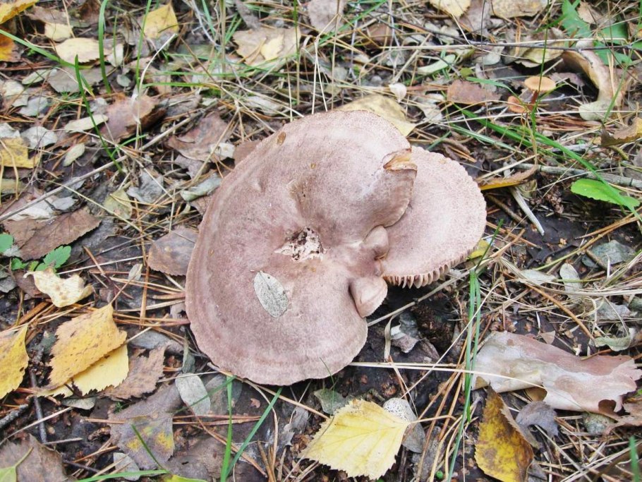 Грибы серушки зеленушки чернушки