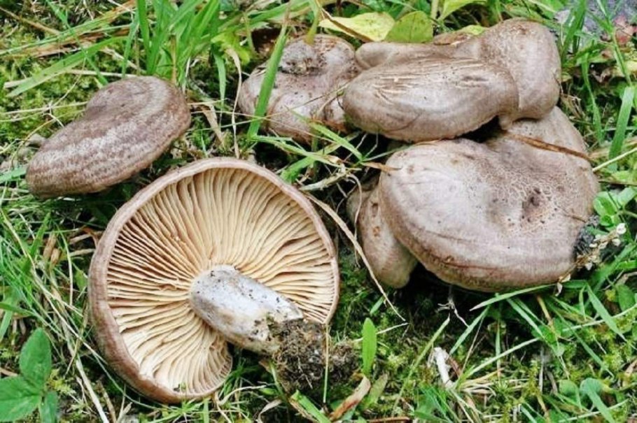 Серушка гриб Lactarius flexuosus