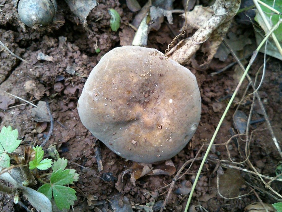 Млечник гриб Гладыш