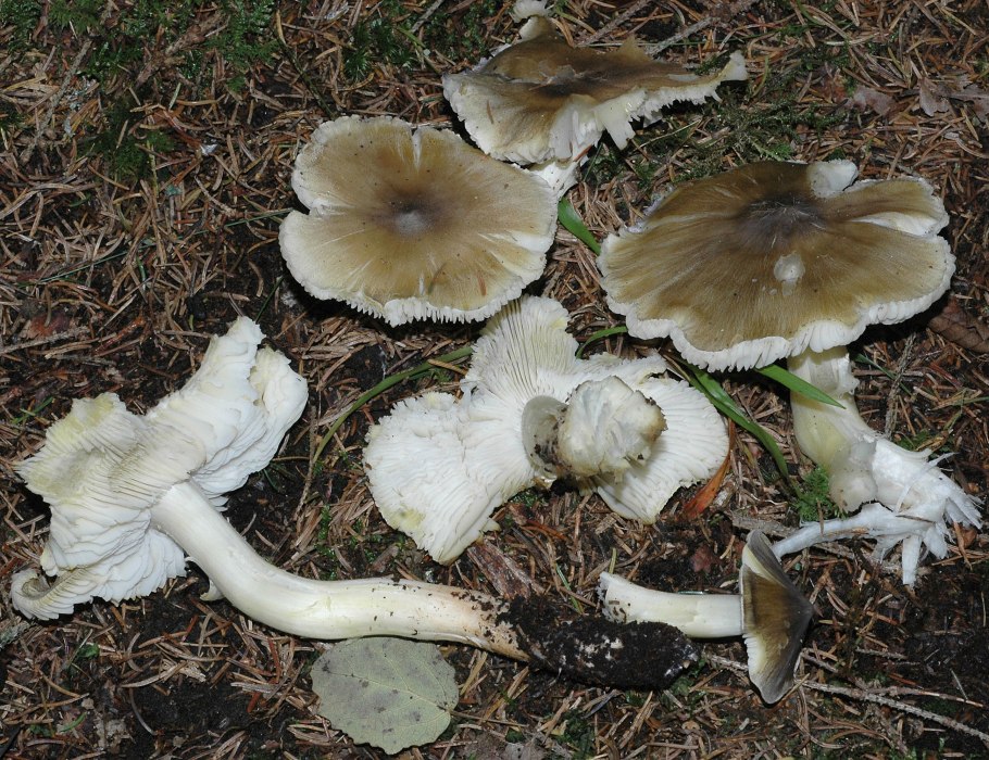 Млечник гриб, Гладыш гриб