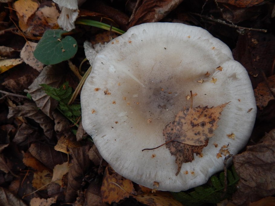 Серушки ложные