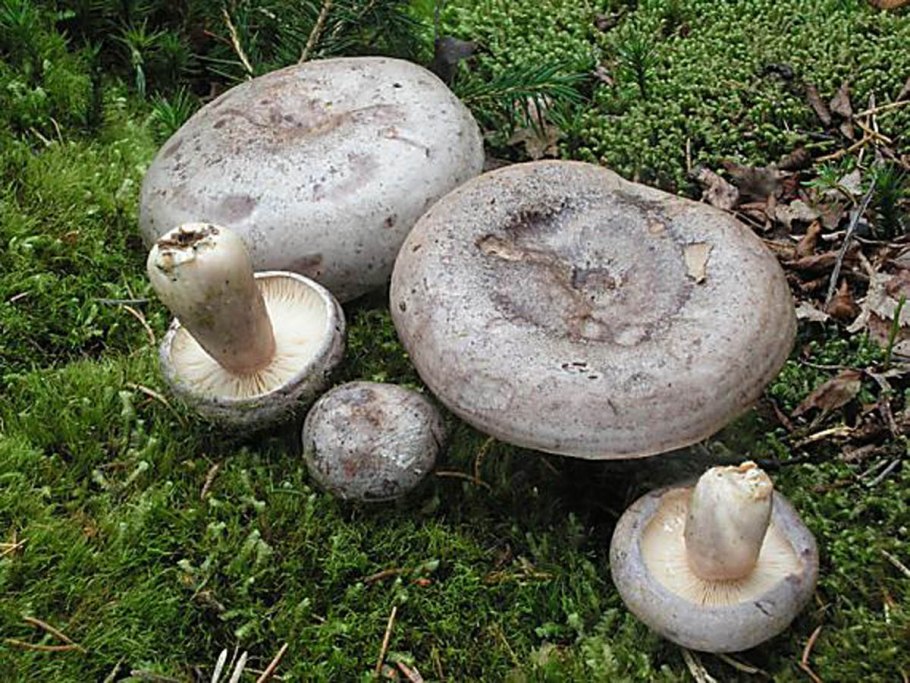 Tricholoma orirubens