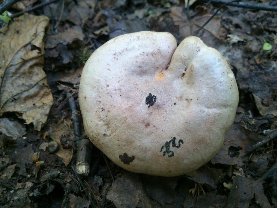 Гриб Lactarius flexuosus