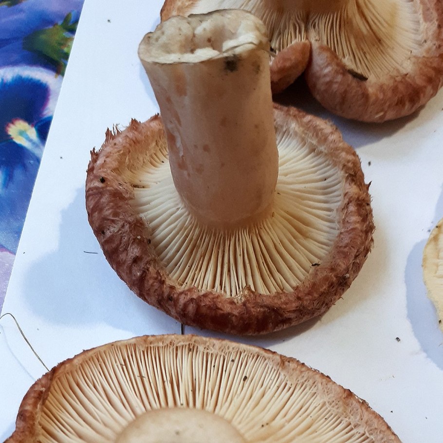 Рядовки серушки