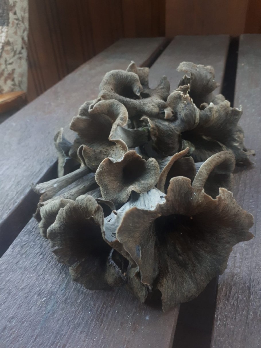 Вороночник рожковидный