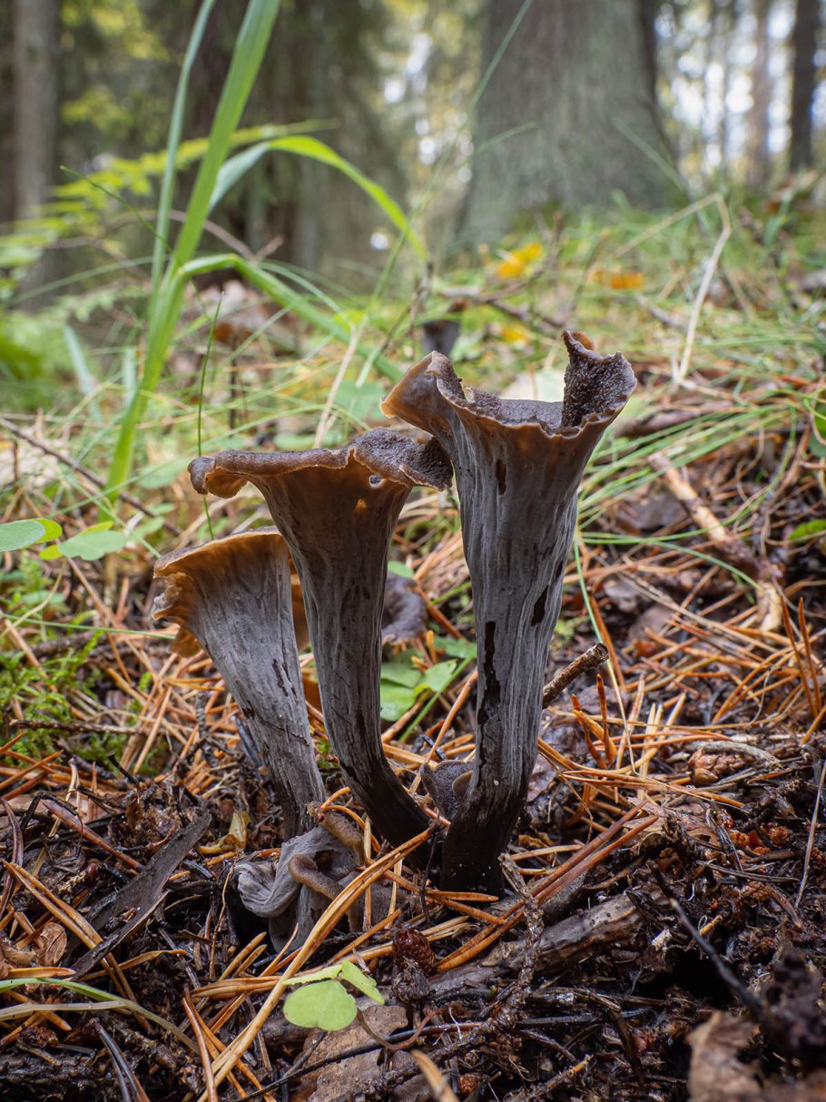 Лисичка ворончатая черная