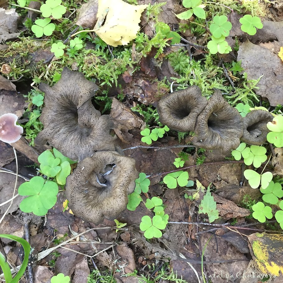 Вороночник рожковидный гриб