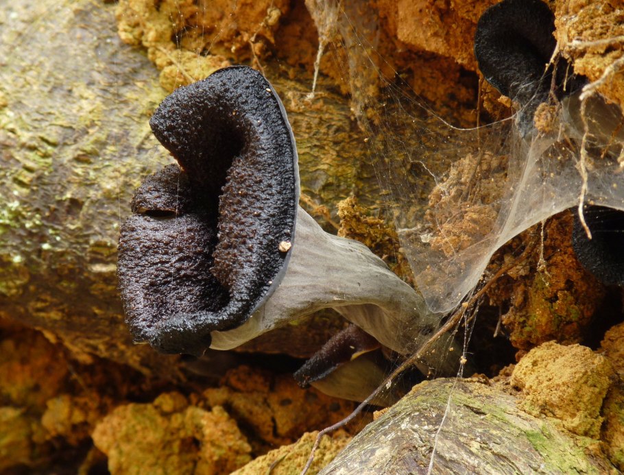 Лисичка черная гриб