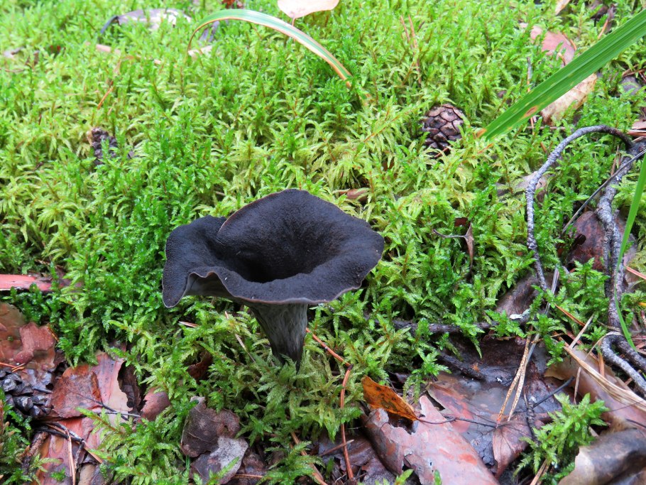 Вороночник рожковидный гриб