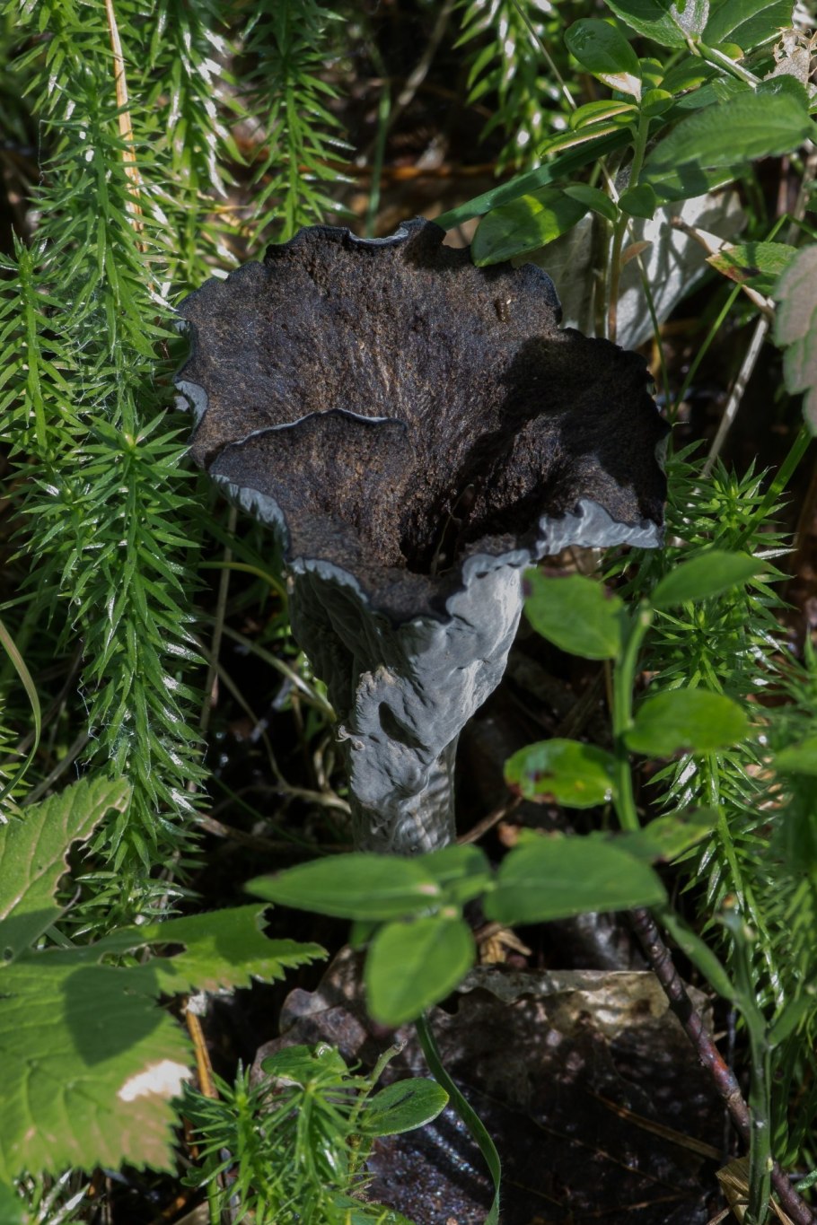 Cantharellus cinereus