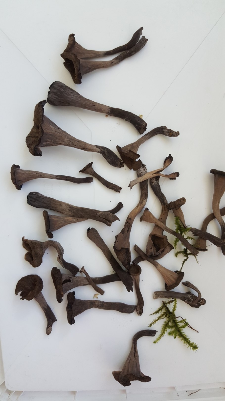 Craterellus cornucopioides