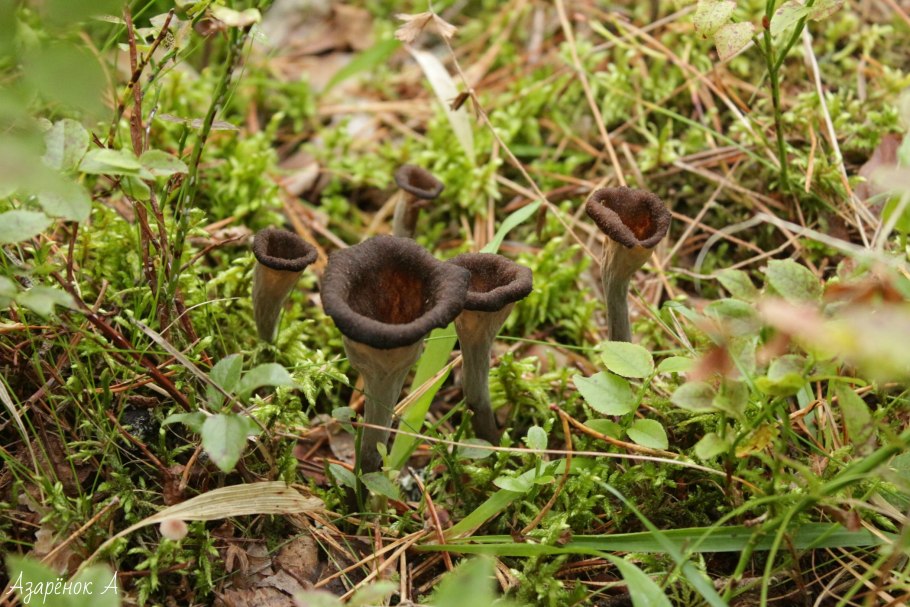 Вороночник рожковидный