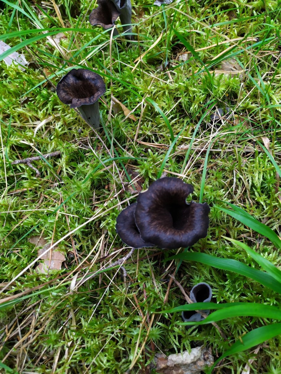 Cantharellus cinereus