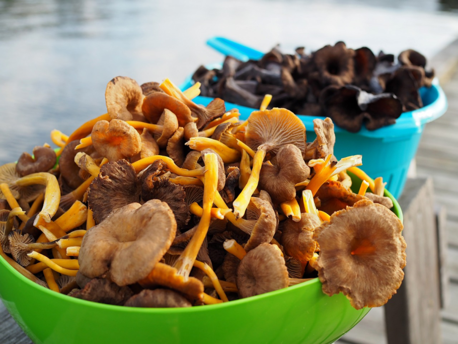 Чёрные лисички грибы