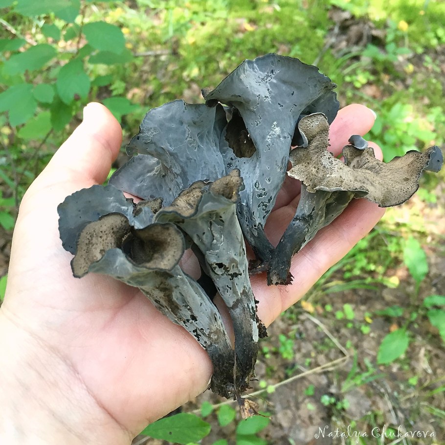 Лисичка черная вороночник рожковидный