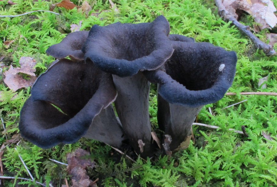 Вороночник рожковидный