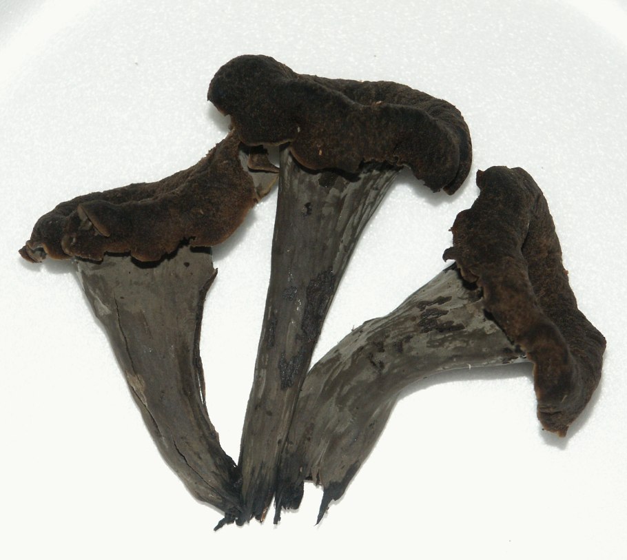 Вороночник рожковидный (Craterellus cornucopioides)