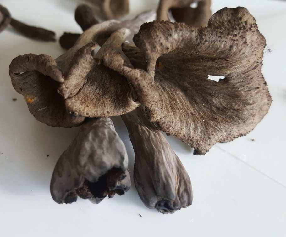 Вороночник трубковидный