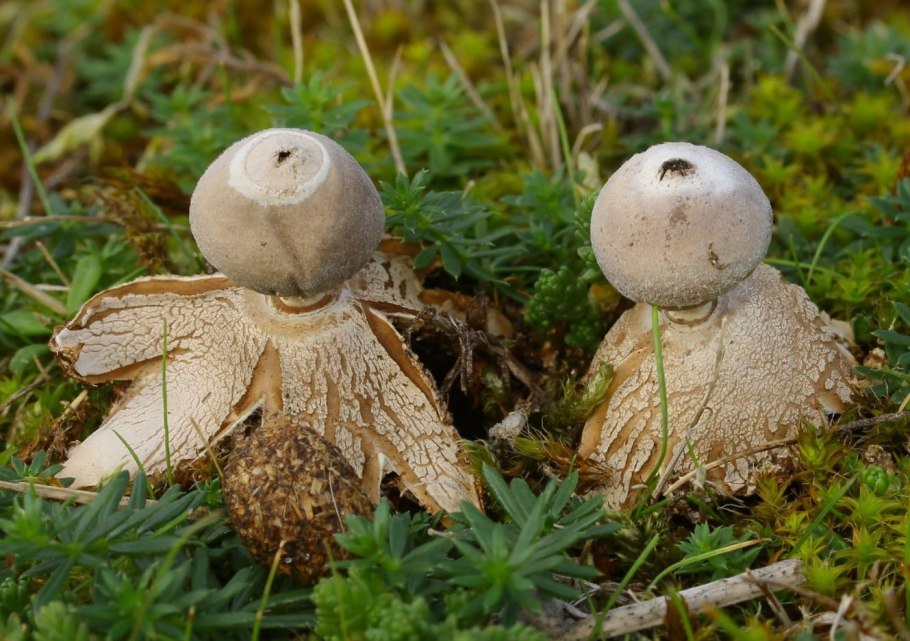 Гриб звездовик