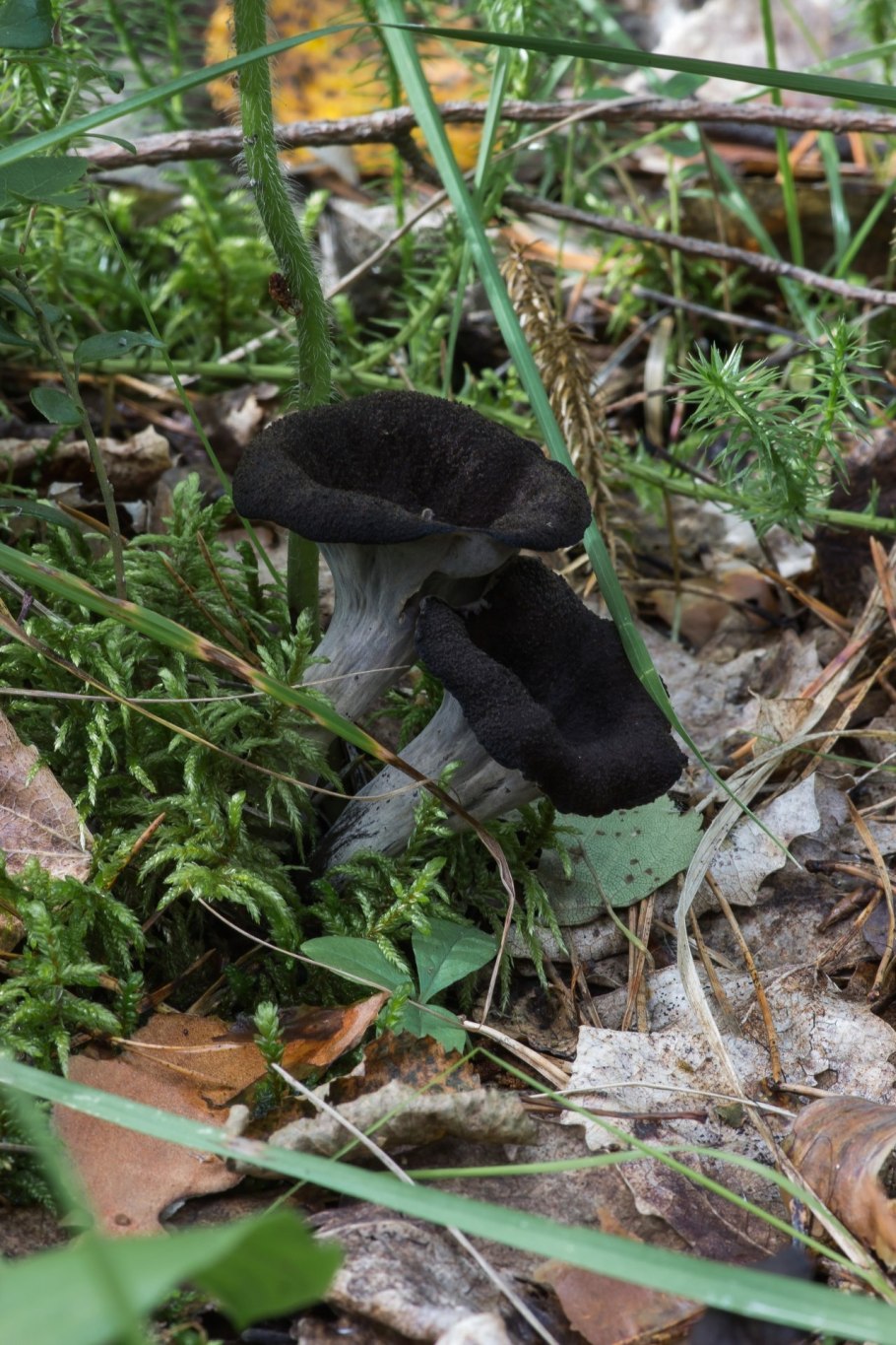 Вороновичик рожковидные