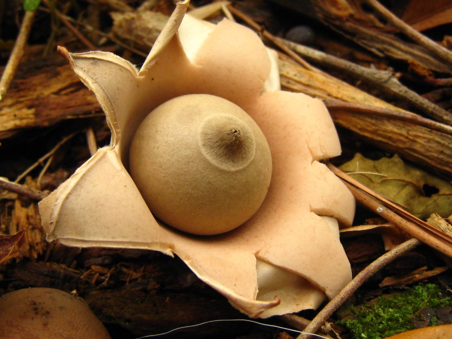 Звездовик сводчатый Geastrum fornicatum