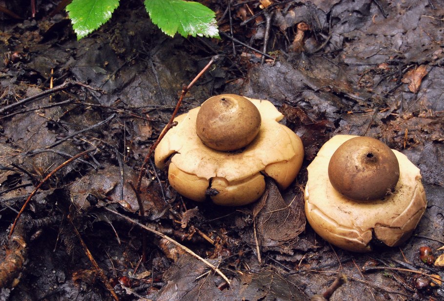 Звездовик сводчатый Geastrum fornicatum