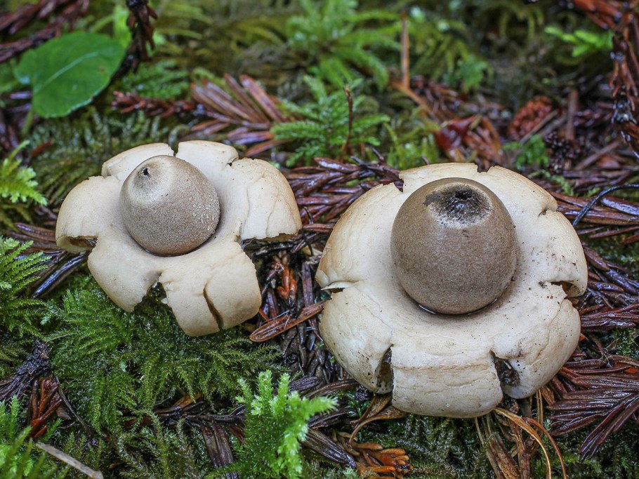 Geastrum Triplex