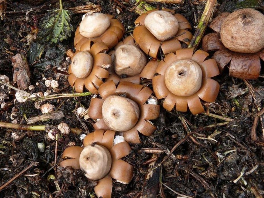 Гриб звездовик четырехлопастный