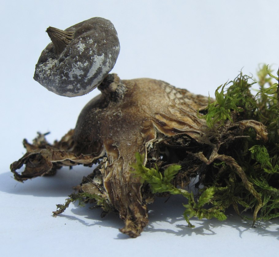 Звездовик венчиковидный