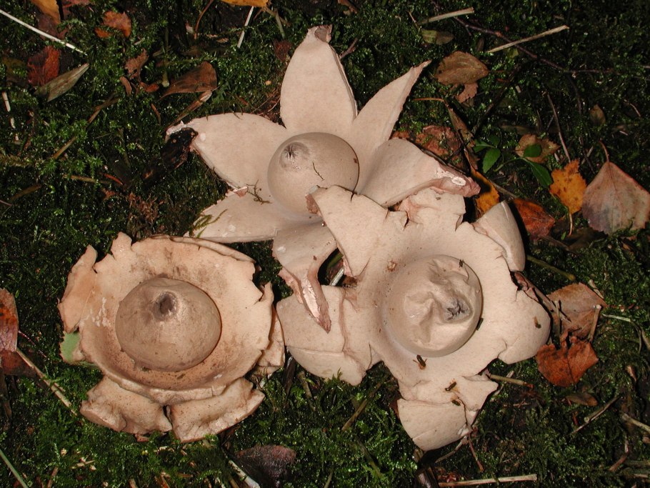 Звездовик (Geastrum)
