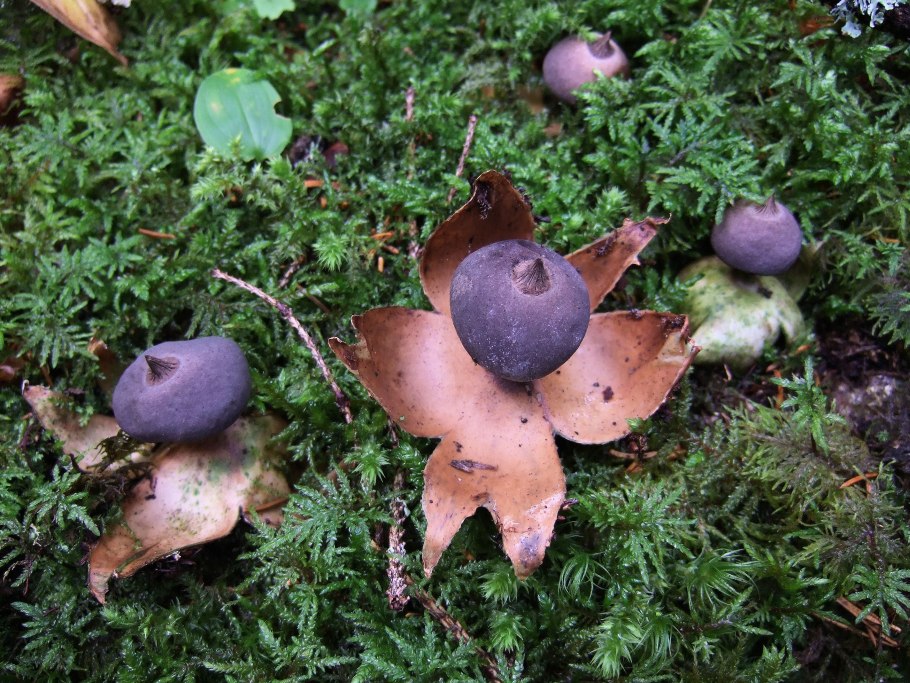 Звездовик (Geastrum)