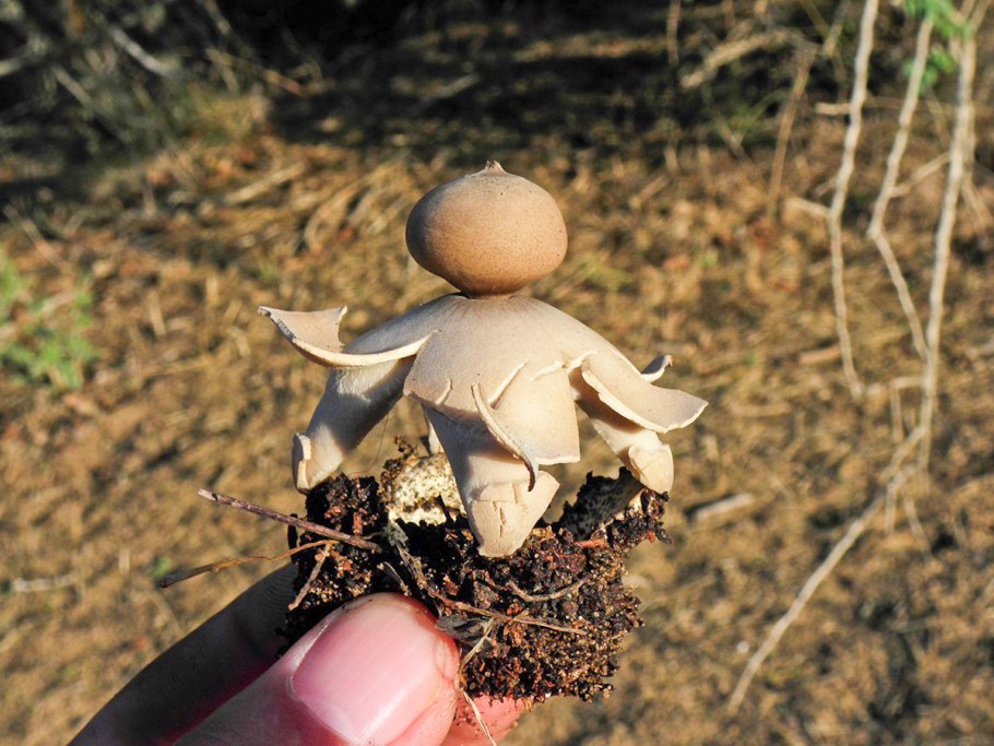 Гриб звездовик Крым