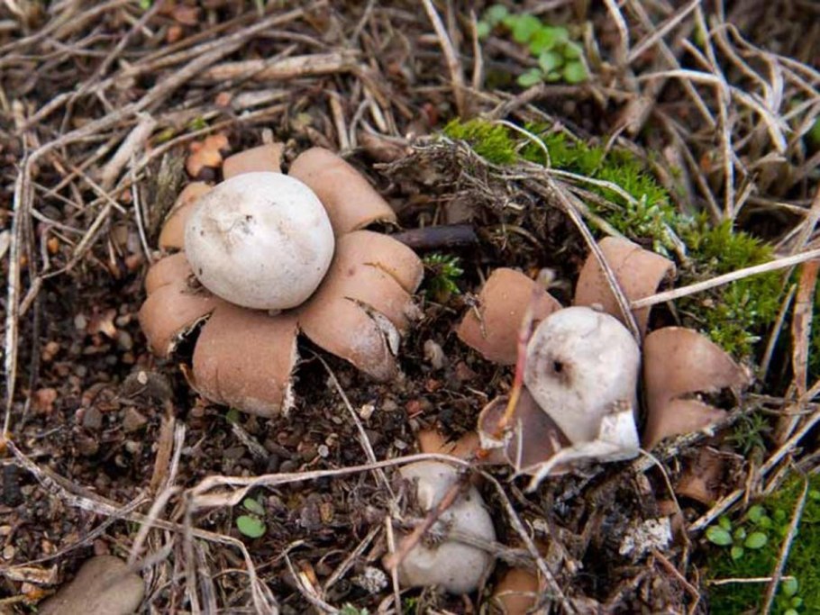 Звездовик (Geastrum)