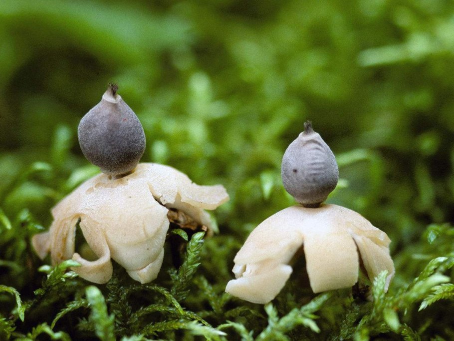 Звездовик бахромчатый